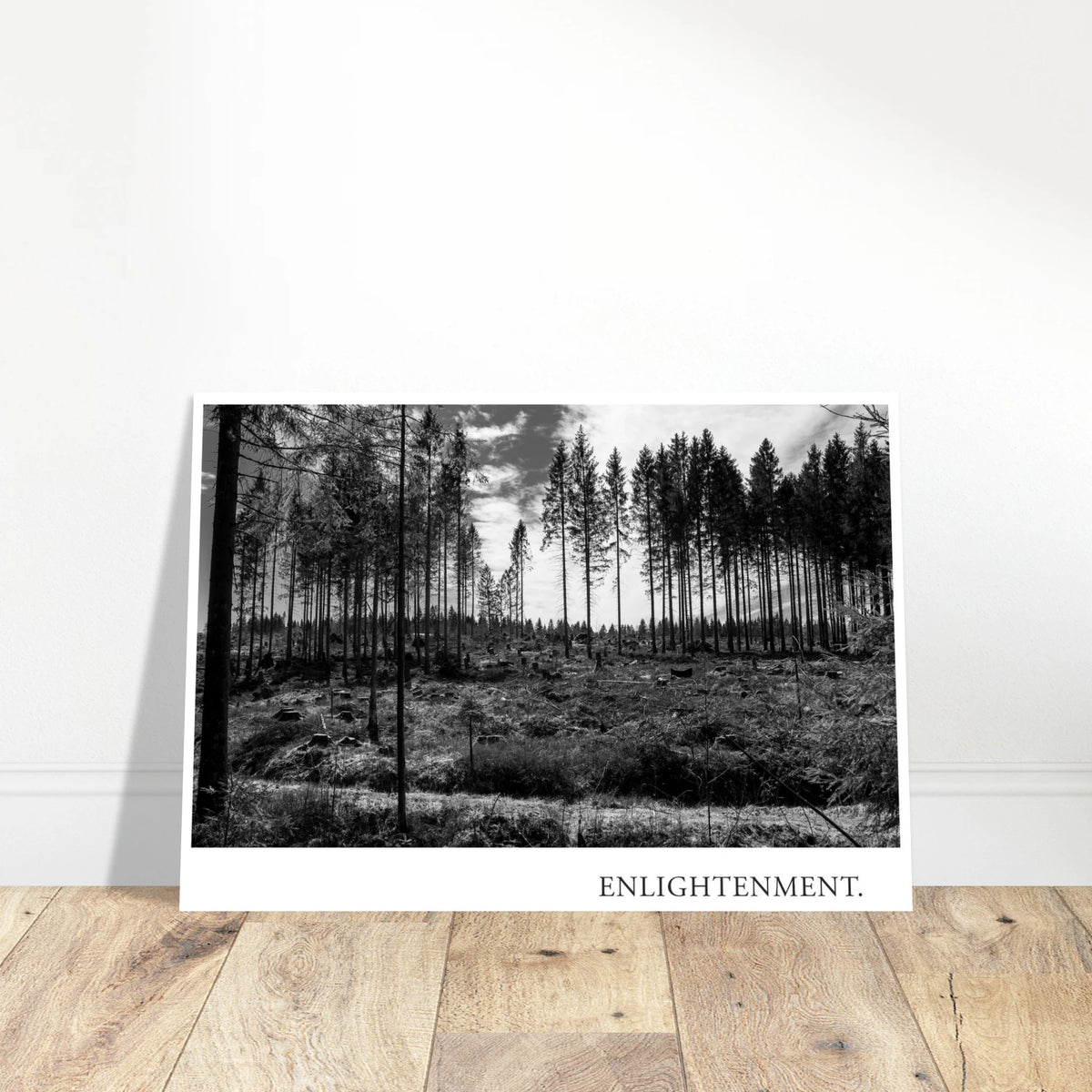 Detailansicht des Fine Art Prints ENLIGHTENMENT mit starken Schwarzweiß-Kontrasten zwischen dunklen Fichten, kahler Waldfläche und hellem Himmel