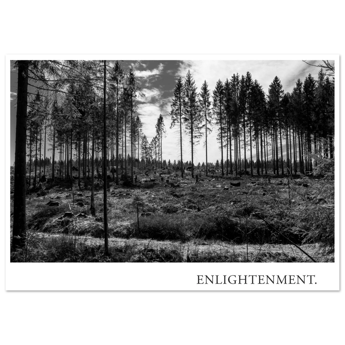Schwarzweiß Wald Fotografie ENLIGHTENMENT mit verbliebenen hohen Fichten, gerodeter Waldfläche und Baumstümpfen als Fine Art Kunstdruck von Mano et Arte