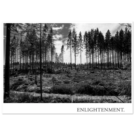 Atmosphärische Schwarzweiß Fotografie einer teilweise gerodeten Waldlandschaft mit Baumstümpfen, hohen Fichten und weitem Himmel unter dem Titel ENLIGHTENMENT