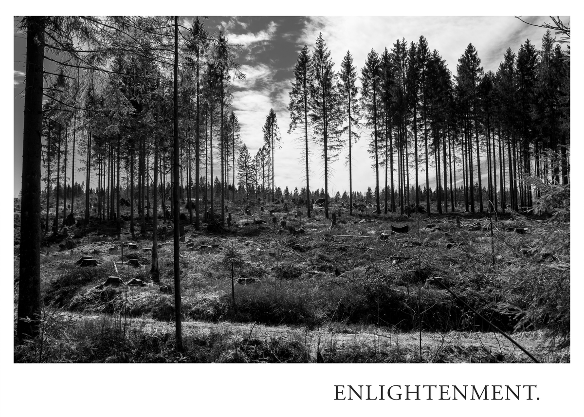 ENLIGHTENMENT aus dem IN PERSPECTIVE Fine Art Print Set mit Schwarzweiß Fotografie einer offenen Waldfläche, hohen Fichten und zahlreichen Baumstümpfen im Harz