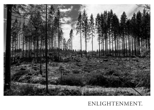 ENLIGHTENMENT aus dem IN PERSPECTIVE Fine Art Print Set mit Schwarzweiß Fotografie einer offenen Waldfläche, hohen Fichten und zahlreichen Baumstümpfen im Harz